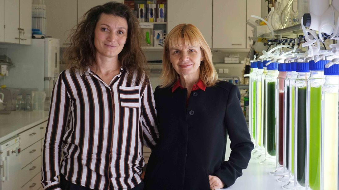 Forscherinnen im Labor Algenbiotechnologie Alge Tetradesmus wisconsinensis Hochschule Anhalt Prof Carola Griehl Salata AG Dr Claudia Grewe 