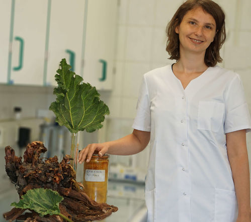 Wissenschaftlerin Marit Gillmeister im Labor mit Rhabarberwurzel und Extrakt Fungizid Life Sciences Biotechnologie Hochschule Anhalt