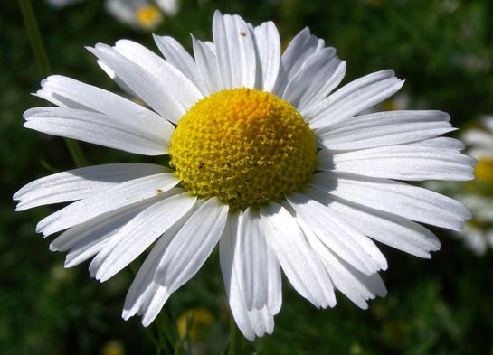 Kamillenblüte 280978_original_R_K_B_by_knipseline_pixelio.de Web