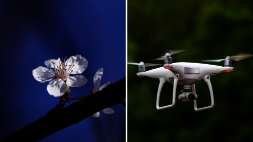 Splittbild zeigt Kirschblüte vor blauem Himmel auf der einen Seite und Drohne zur digitalen Überwachung auf der anderen Seite