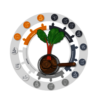 Grafik Rhabarberpflanze mit Wurzel und Darstellung der Wirkungen in Forschung und Anwendung